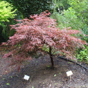 Tamukeyama Cutleaf Japanese Maple
