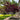 Bloodgood Japanese Maple