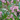 Katsura Pieris