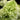 Limelight Hydrangea