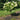 Limelight Hydrangea Tree