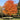 Fall Fiesta Sugar Maple