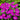 Hardy Geranium