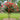 Miss Frances Crape Myrtle
