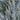 Moonglow Juniper