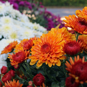 Fall Mums