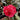 April Tryst Camellia