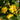 Pumpkin Hypericum