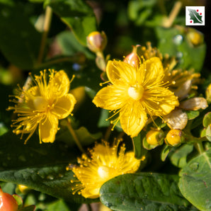 Pumpkin Hypericum