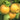 Raja Asian Pear Tree