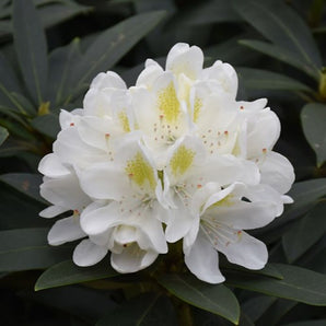 Chionoides Rhododendron