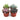 Rosette Succulent Variety Packs