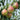 Seckel Pear Tree