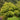 Seriyu Japanese Maple