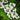 Shasta Viburnum