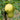 Chehalis Apple