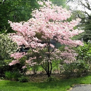 Stellar Pink Dogwood