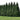 Spring Grove Arborvitae