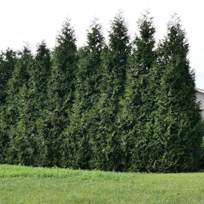 Spring Grove Arborvitae