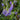 Speedwell