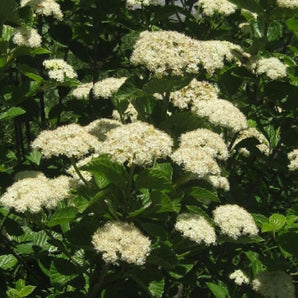 Chicago Lustre Viburnum