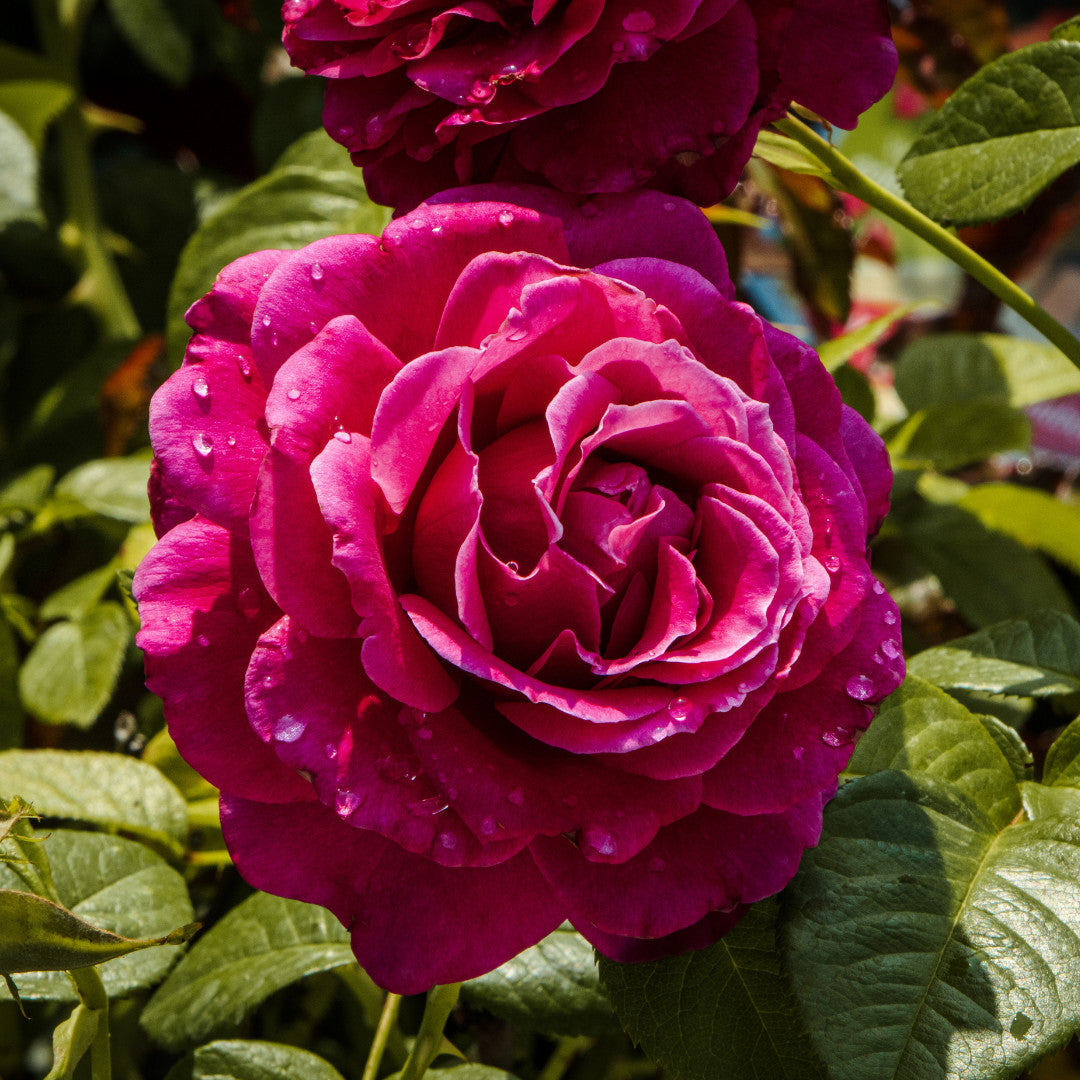Flowering Shrubs – Holly Days Nursery