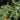 Eastern Red Cedar