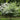 National Dogwood