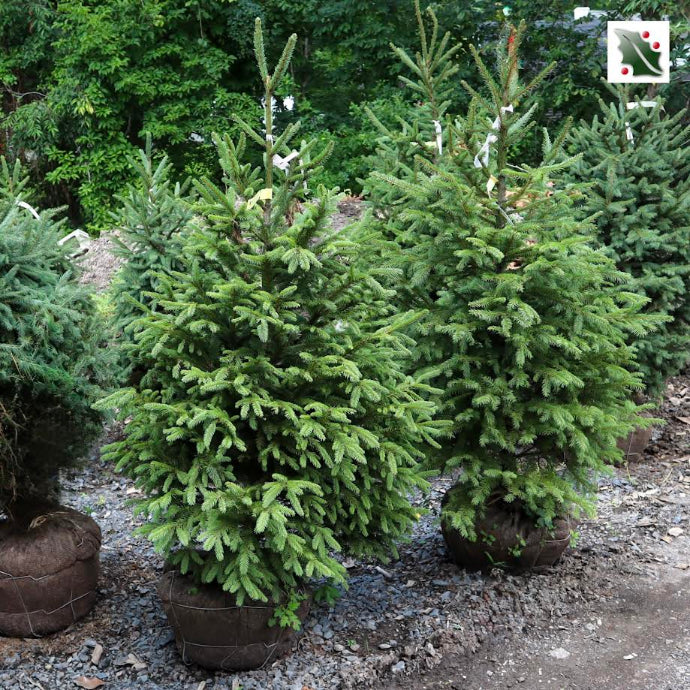 norway spruce house plant Norway Spruce – Holly Days Nursery