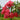 Tuscarora Crape Myrtle