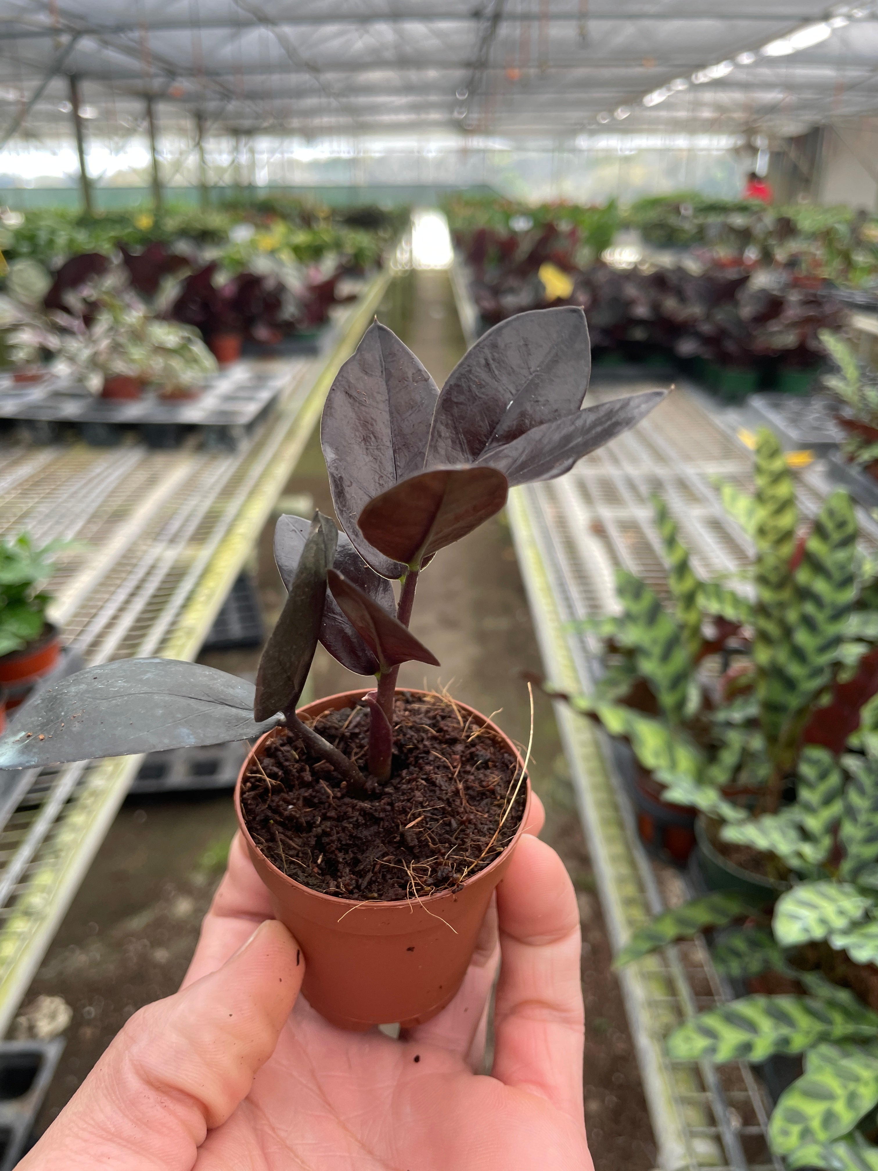 soil for raven zz plant ZZ Zamioculcas Black Queen
