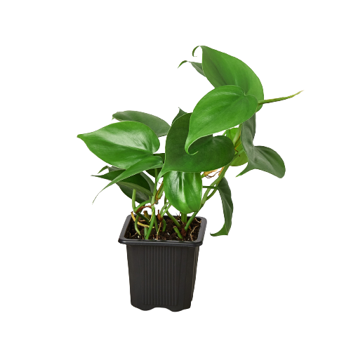philodendron cordatum nome popular Philodendron Cordatum 'Heartleaf' 3" Pot / Nursery Pot