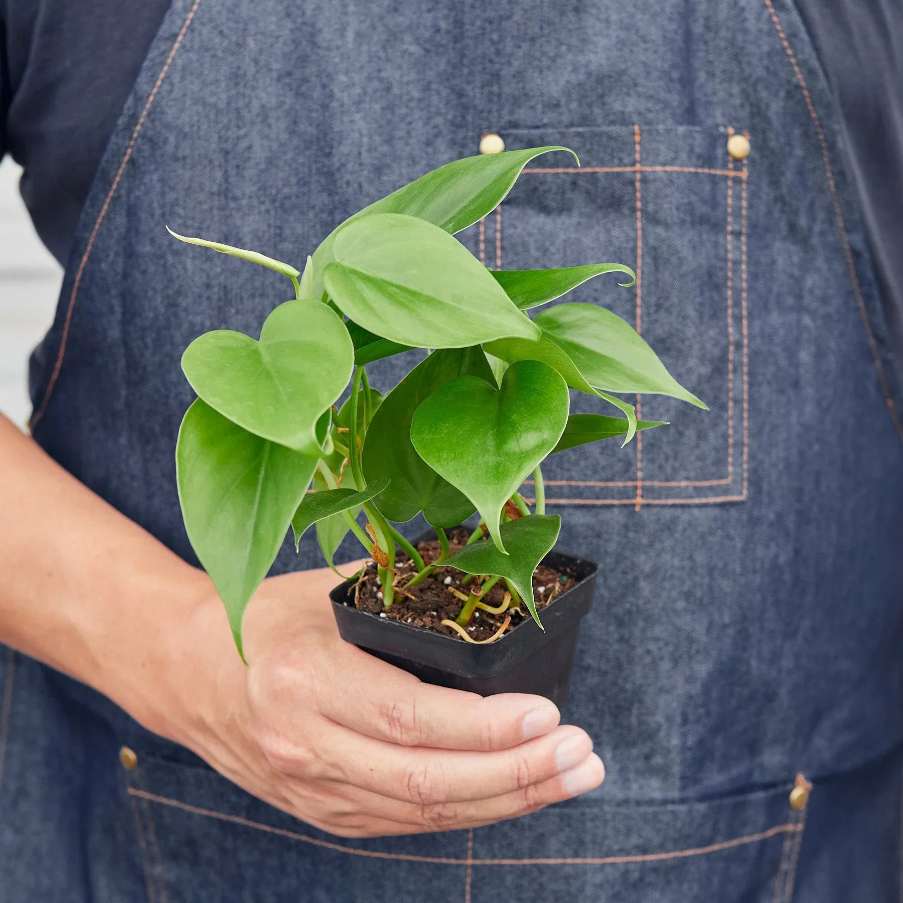 philodendron cordatum seedlings Philodendron Cordatum 'Heartleaf' 3" Pot / Nursery Pot