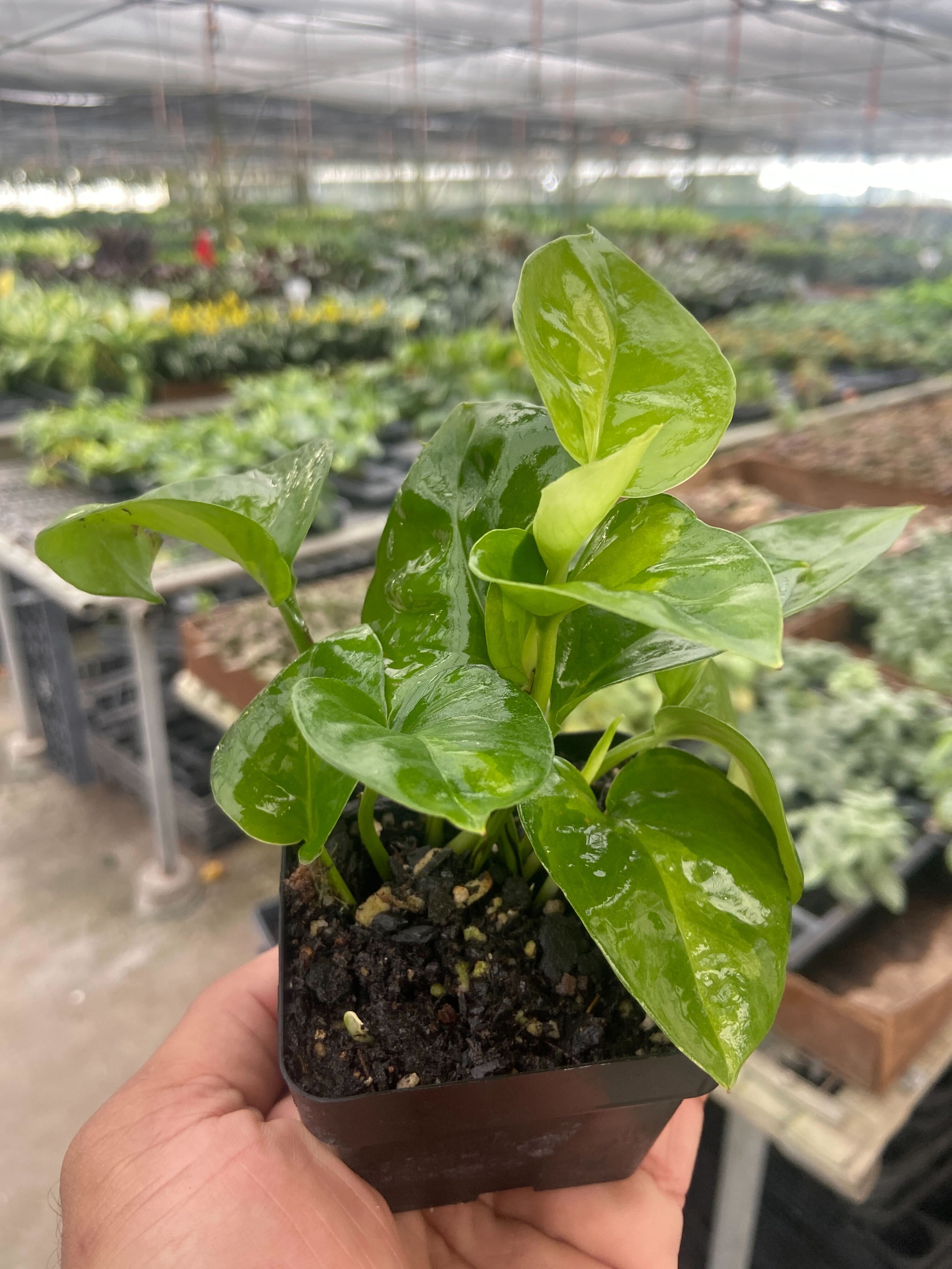 global green pothos light Pothos 'Global Green'