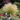 Mexican Feather Grass