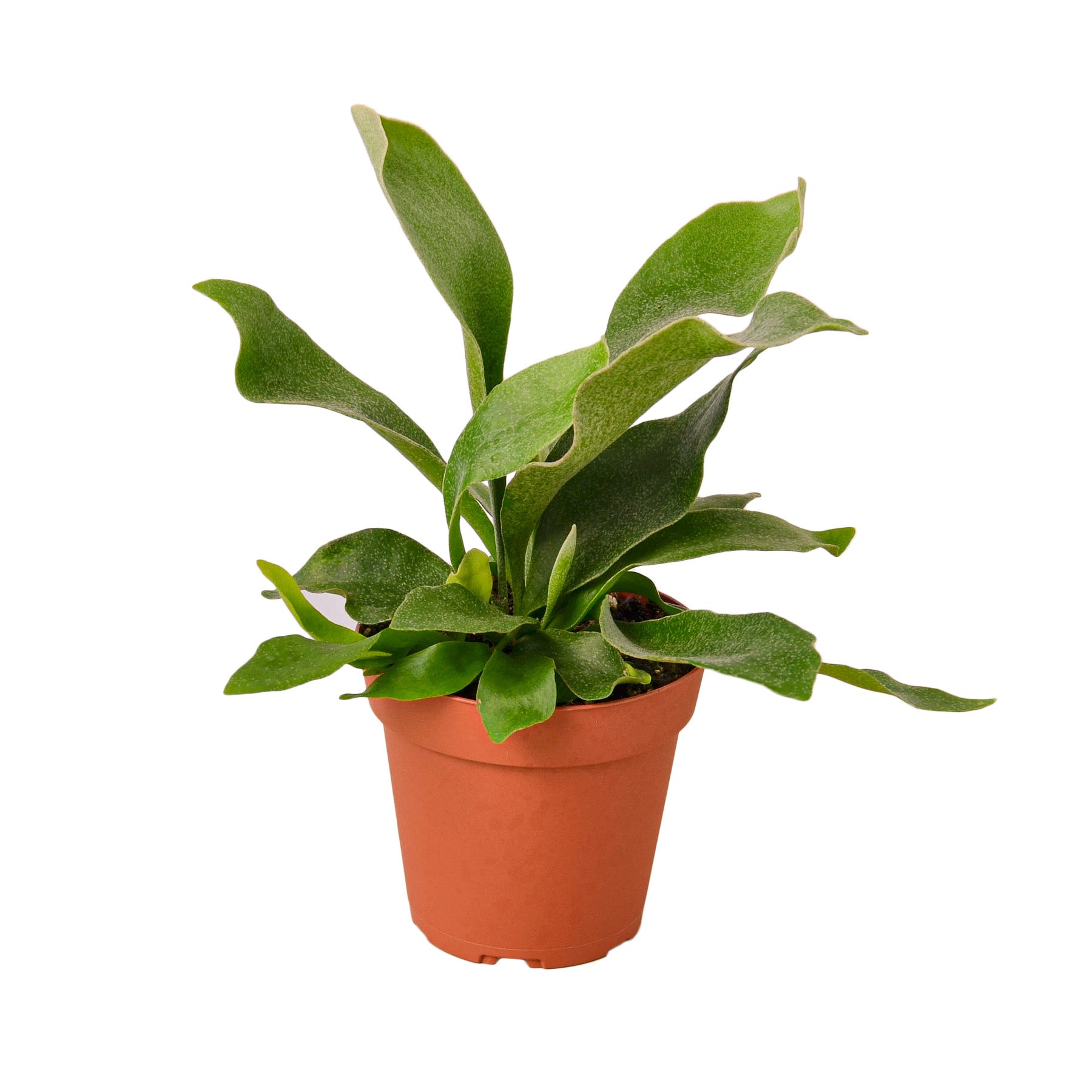 Staghorn Fern - Thumbnail 4
