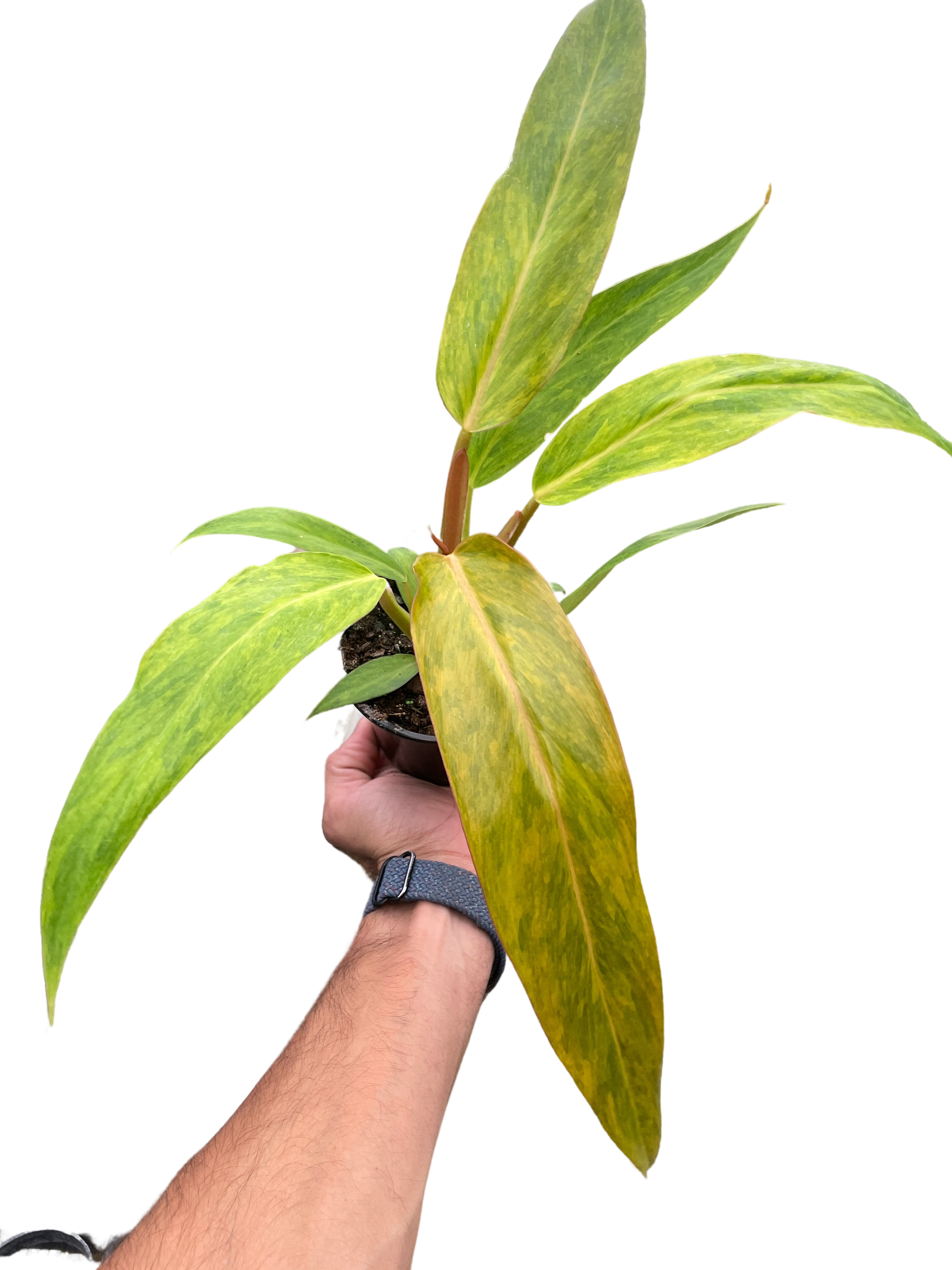 quad color philodendron 4p! Philodendron Orange Marmalade /Tropical