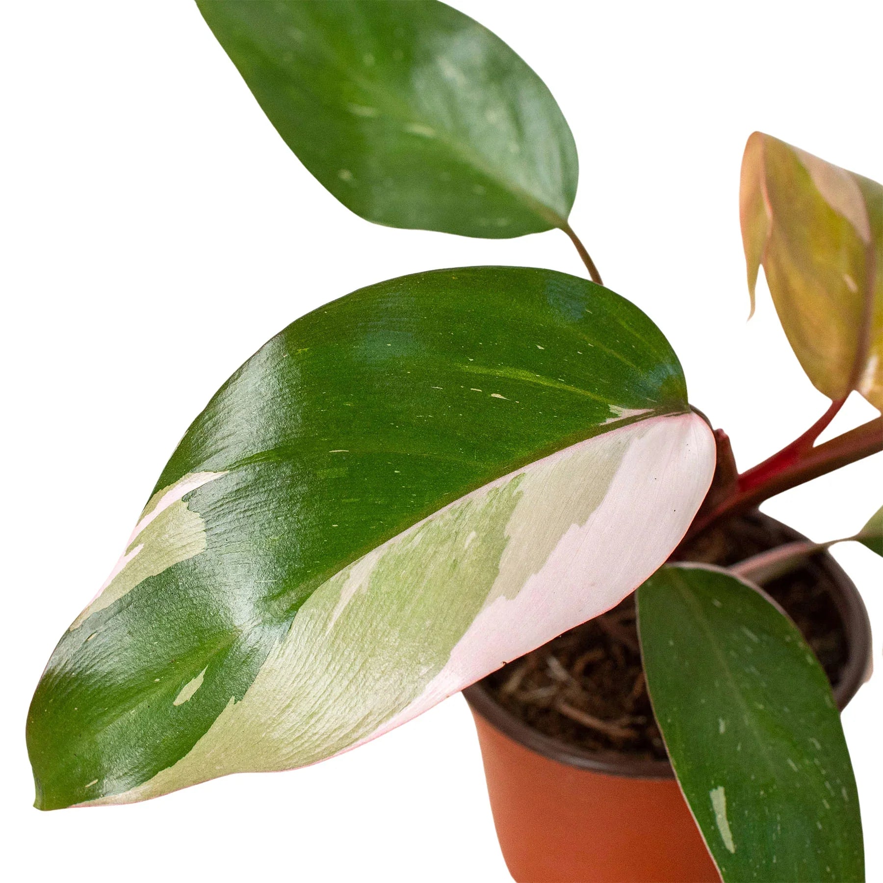 cotton candy pink princess philodendron Philodendron 'Pink Princess'