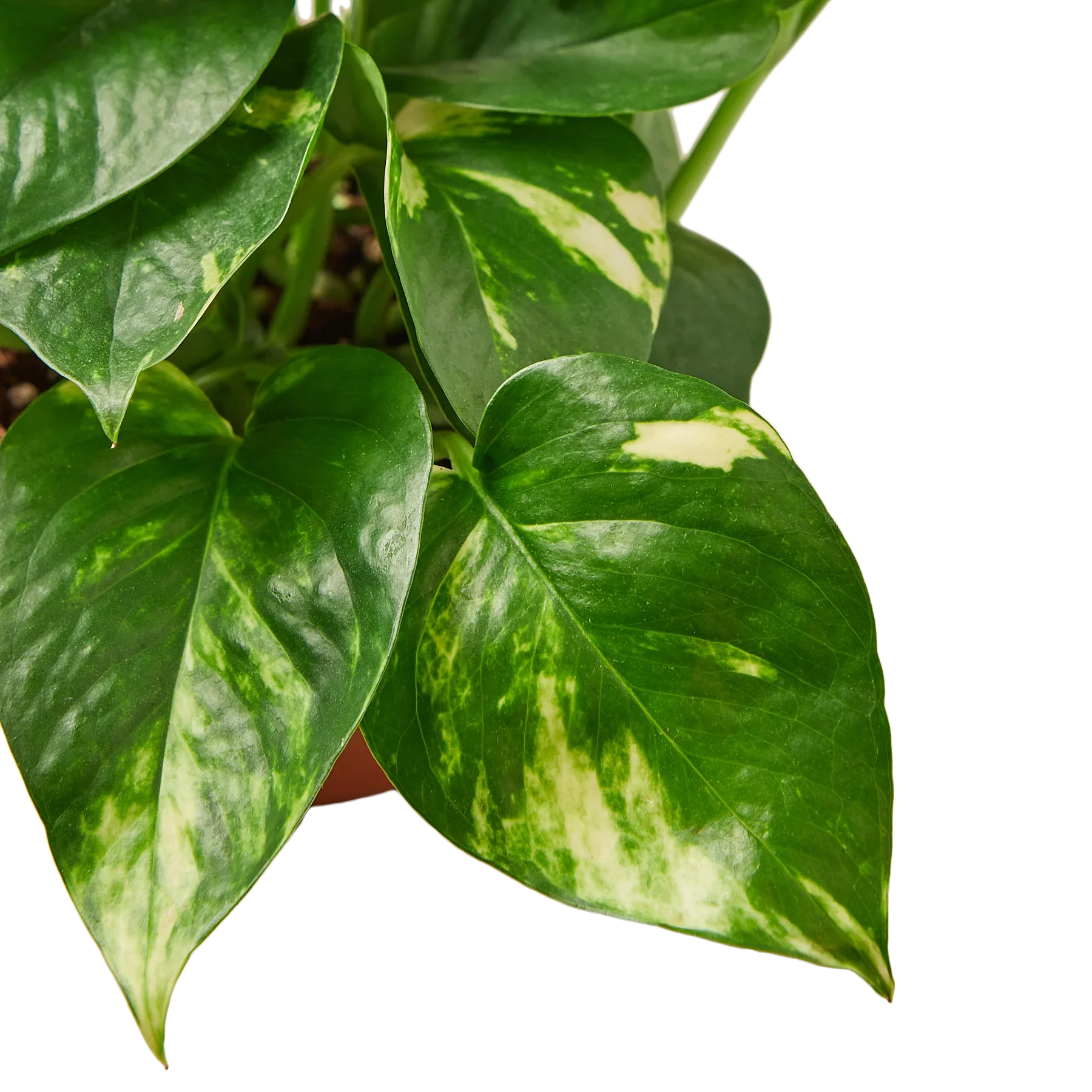 holy pothos Golden Pothos Air Purifying Vine
