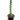 Boobie Cactus