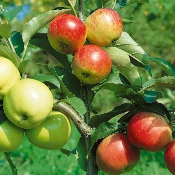 4 Apple Tree 4 in 1 Apple Tree – Holly Days Nursery