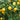 Meyer Lemon Citrus