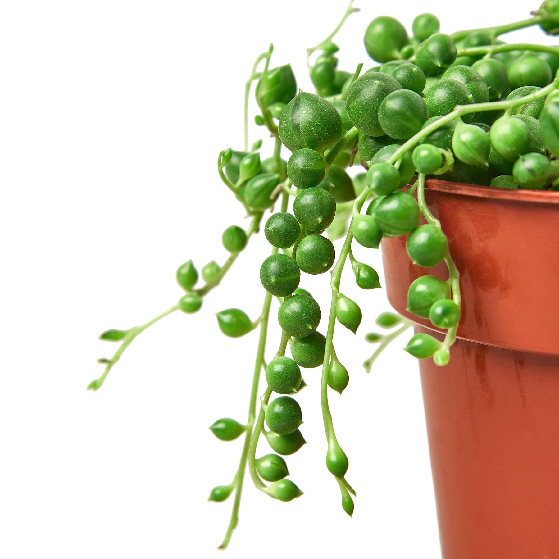 string of pearls succulent buy String Of Pearls Senecio Rowleyanus