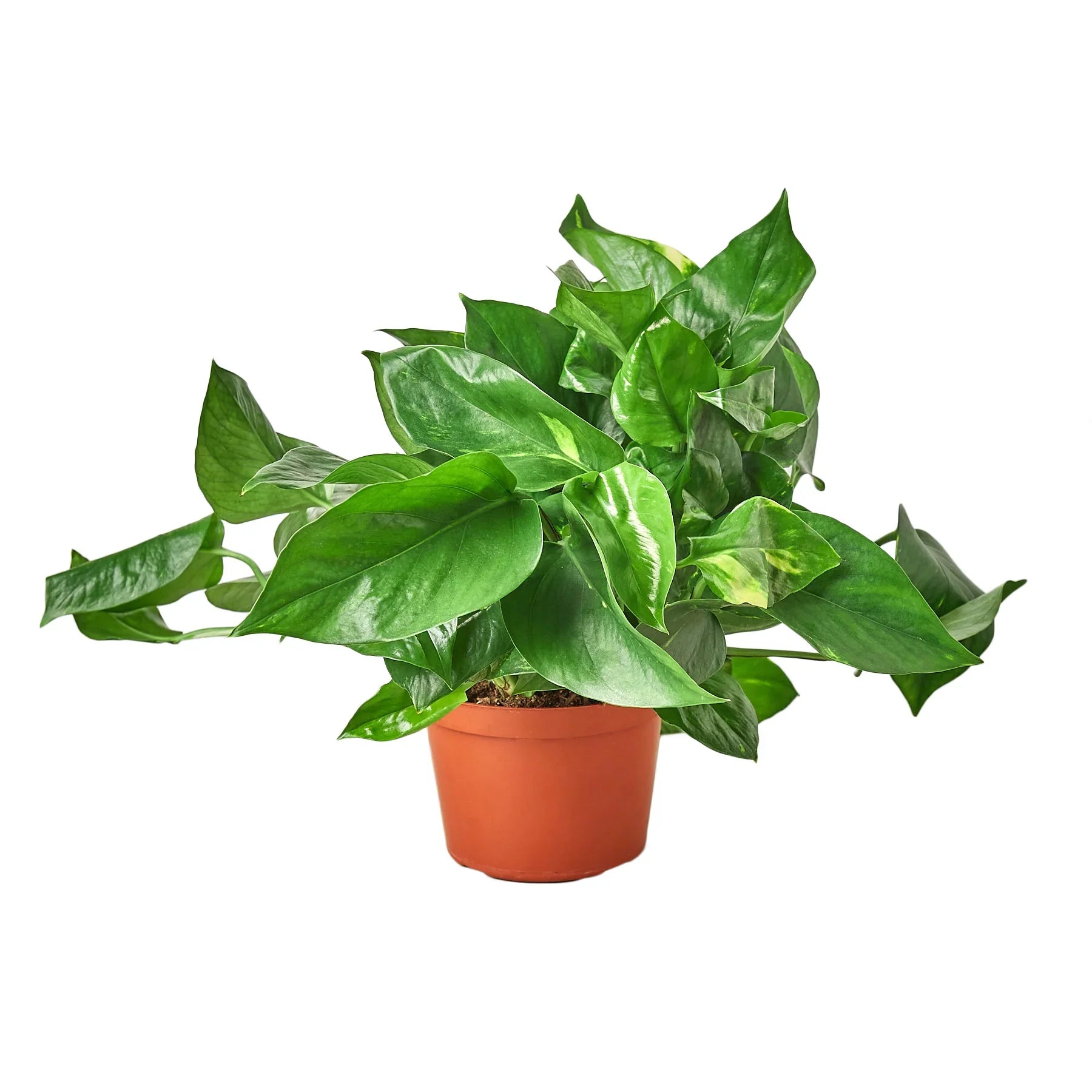 holy pothos Golden Pothos Air Purifying Vine