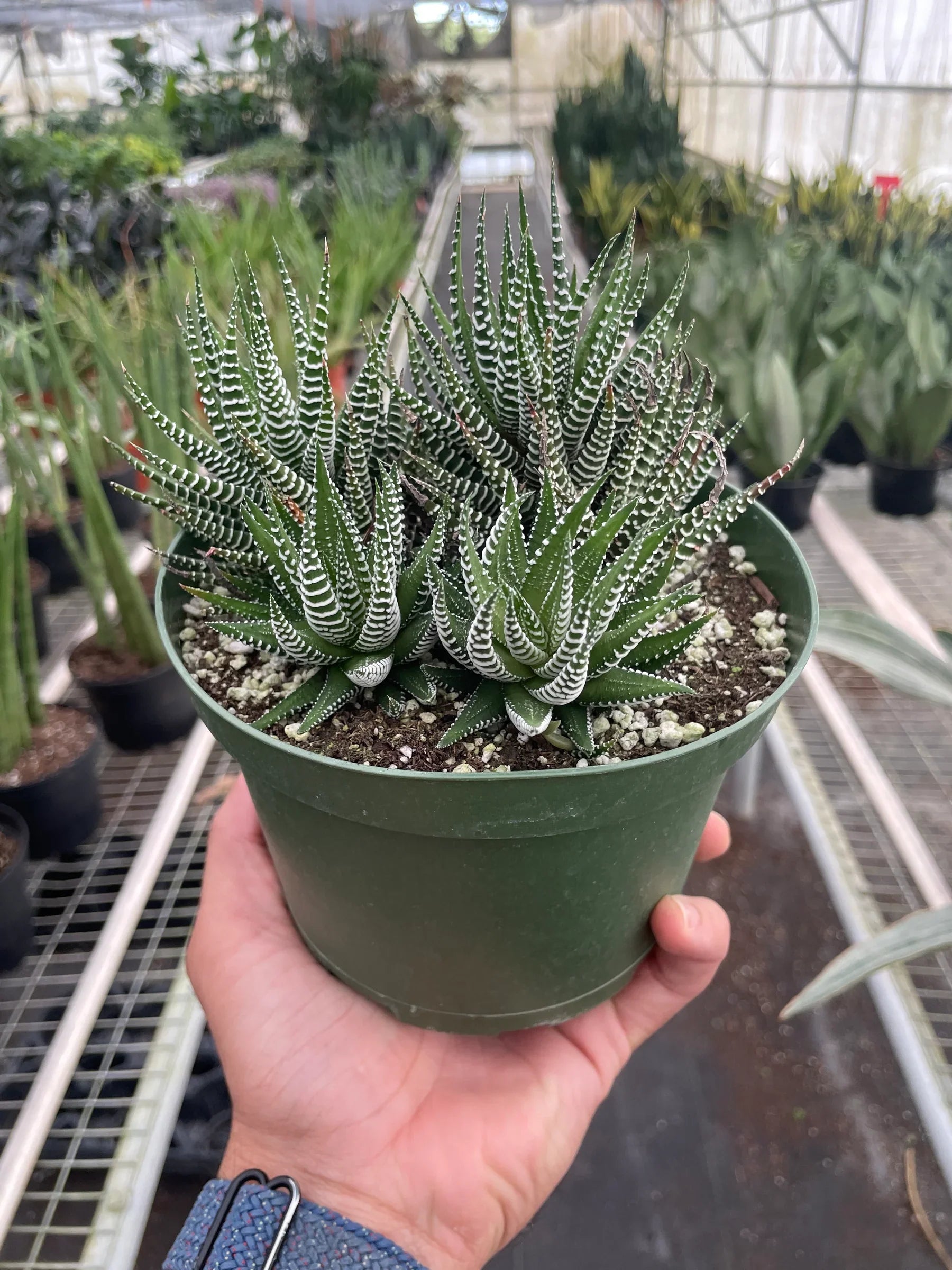 succulent plants zebra Zebra Succulent 4" Pot