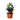 ZZ Zamioculcas 'Black Queen'
