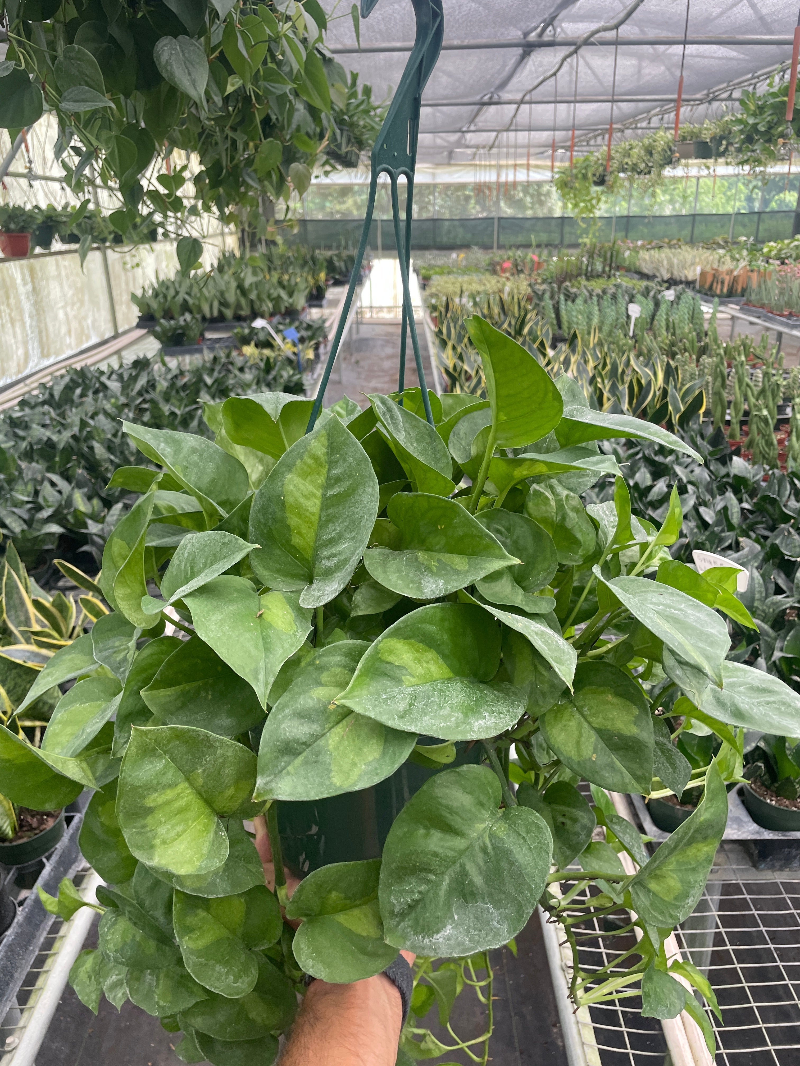 global green philodendron Pothos 'Global Green'