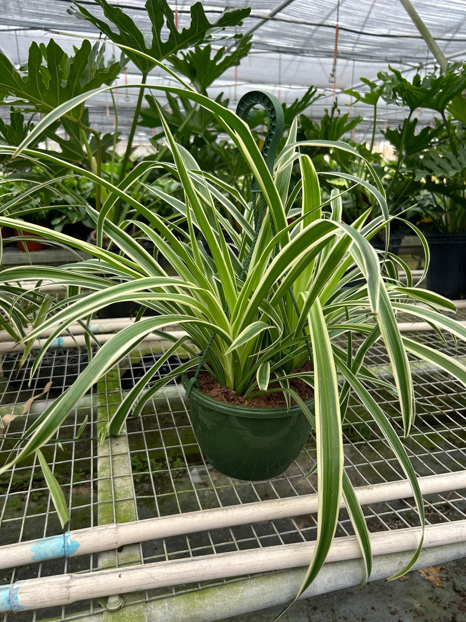 Howtobasic Reverse Plant Tree Spider Plant Reverse – Holly Days Nursery