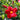Mandevilla
