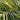 Majesty Palm